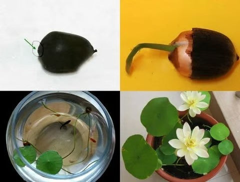 Mixed Bowl Lotus Flower Seeds – Easy to Grow Water Plants for Outdoor Ponds, Bowls & Containers