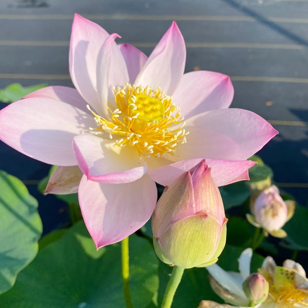Mixed Bowl Lotus Flower Seeds – Easy to Grow Water Plants for Outdoor Ponds, Bowls & Containers
