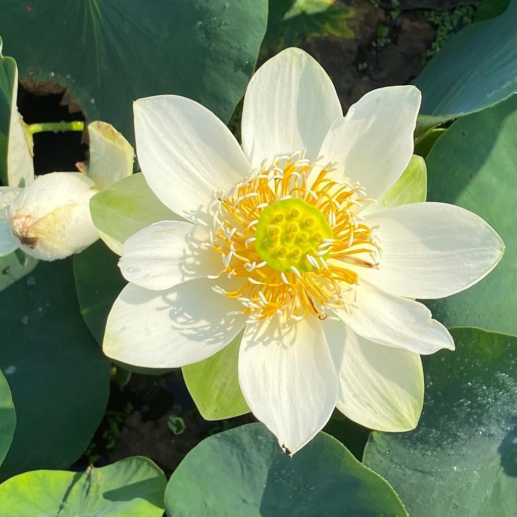 Mixed Bowl Lotus Flower Seeds – Easy to Grow Water Plants for Outdoor Ponds, Bowls & Containers