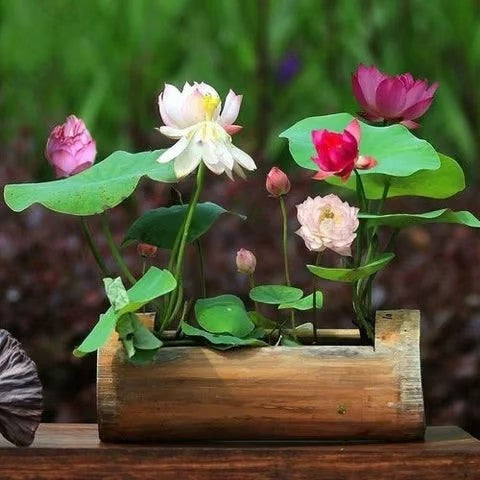 Mixed Bowl Lotus Flower Seeds – Easy to Grow Water Plants for Outdoor Ponds, Bowls & Containers