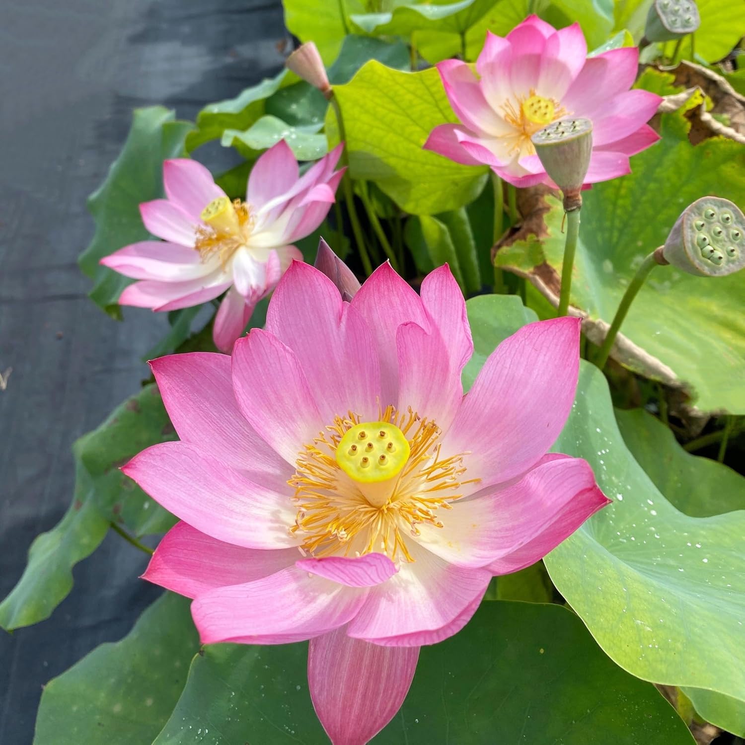 Mixed Bowl Lotus Flower Seeds – Easy to Grow Water Plants for Outdoor Ponds, Bowls & Containers