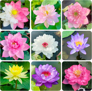 Mixed Bowl Lotus Flower Seeds – Easy to Grow Water Plants for Outdoor Ponds, Bowls & Containers