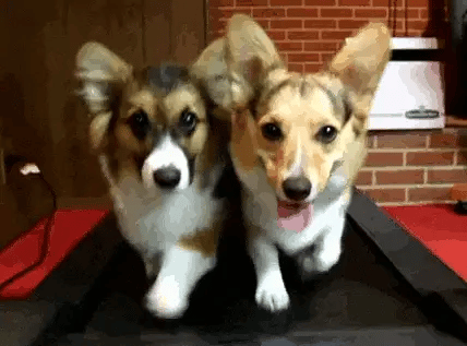 Suplemento Multivitaminas para Perros (8 Beneficios en 1)