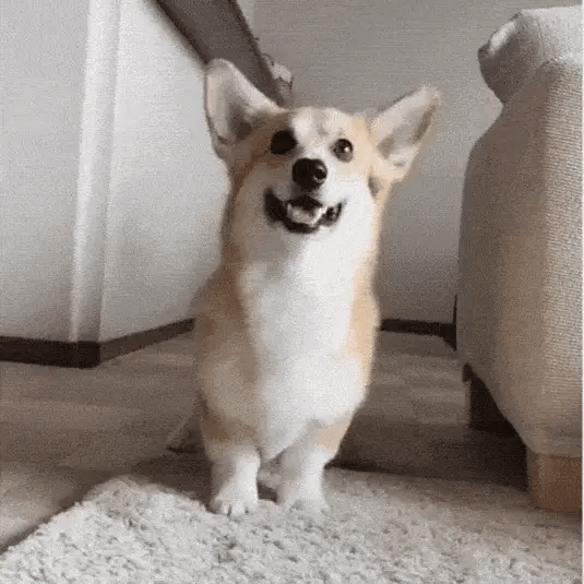 Suplemento Multivitaminas para Perros (8 Beneficios en 1)