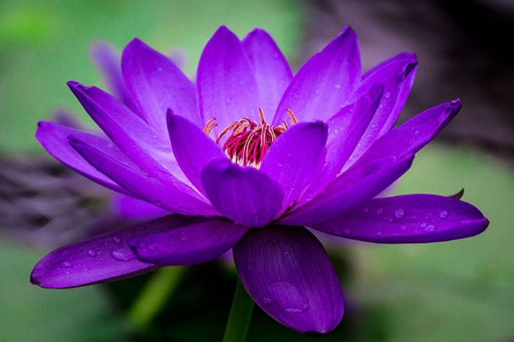 Mixed Bowl Lotus Flower Seeds – Easy to Grow Water Plants for Outdoor Ponds, Bowls & Containers
