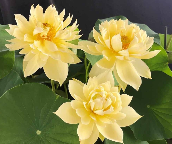 Mixed Bowl Lotus Flower Seeds – Easy to Grow Water Plants for Outdoor Ponds, Bowls & Containers